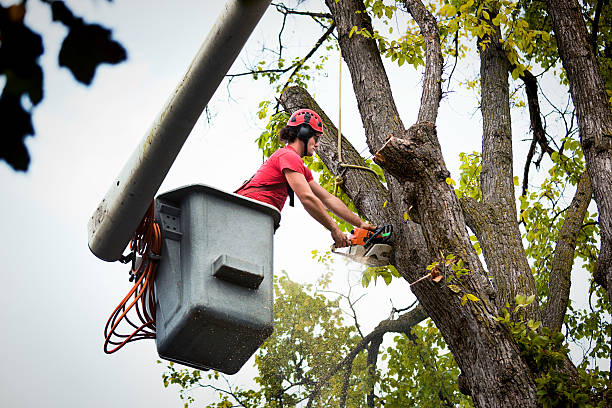 How Our Tree Care Process Works  in  Cumberland Head, NY